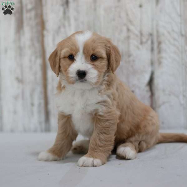 Faline, Mini Bernedoodle Puppy